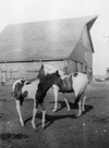 Farm ponies