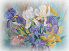 iris